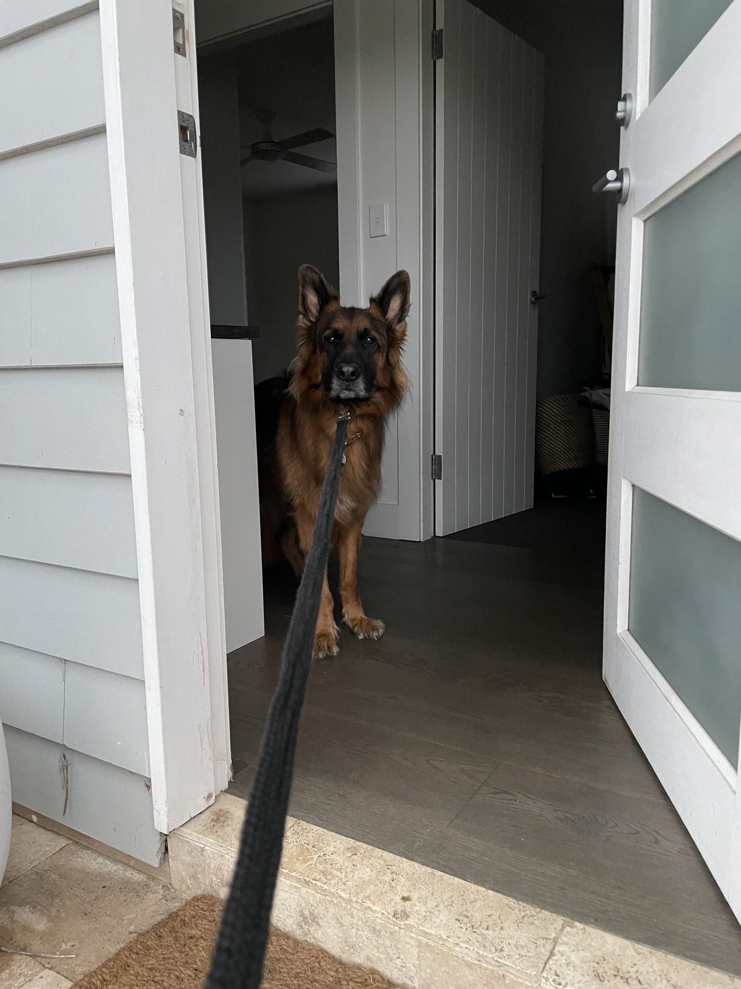 Obi, a German Shepard looking unhappy about walkies!