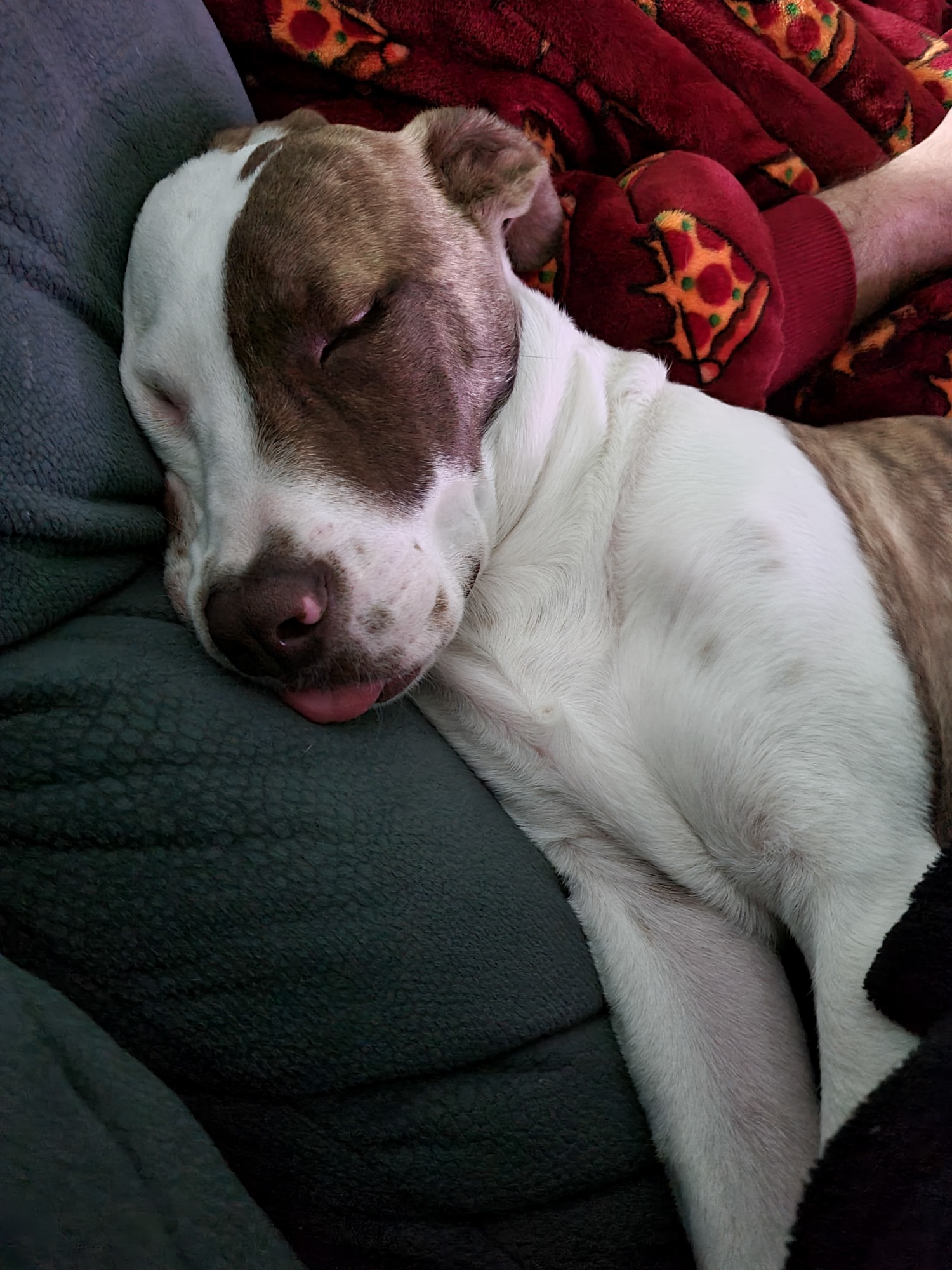 A brown and white Mastiff snuggles on a couch