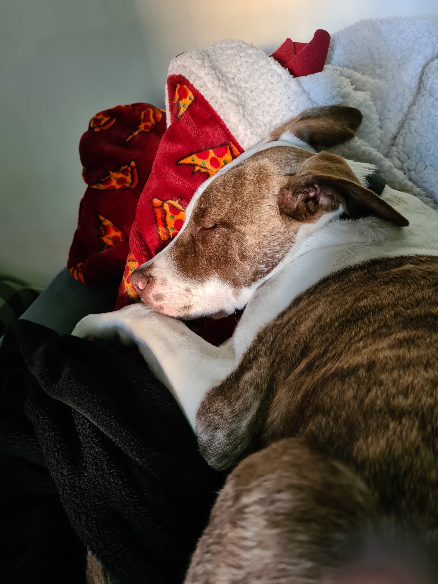 A brown and white Mastiff snuggles on a couch