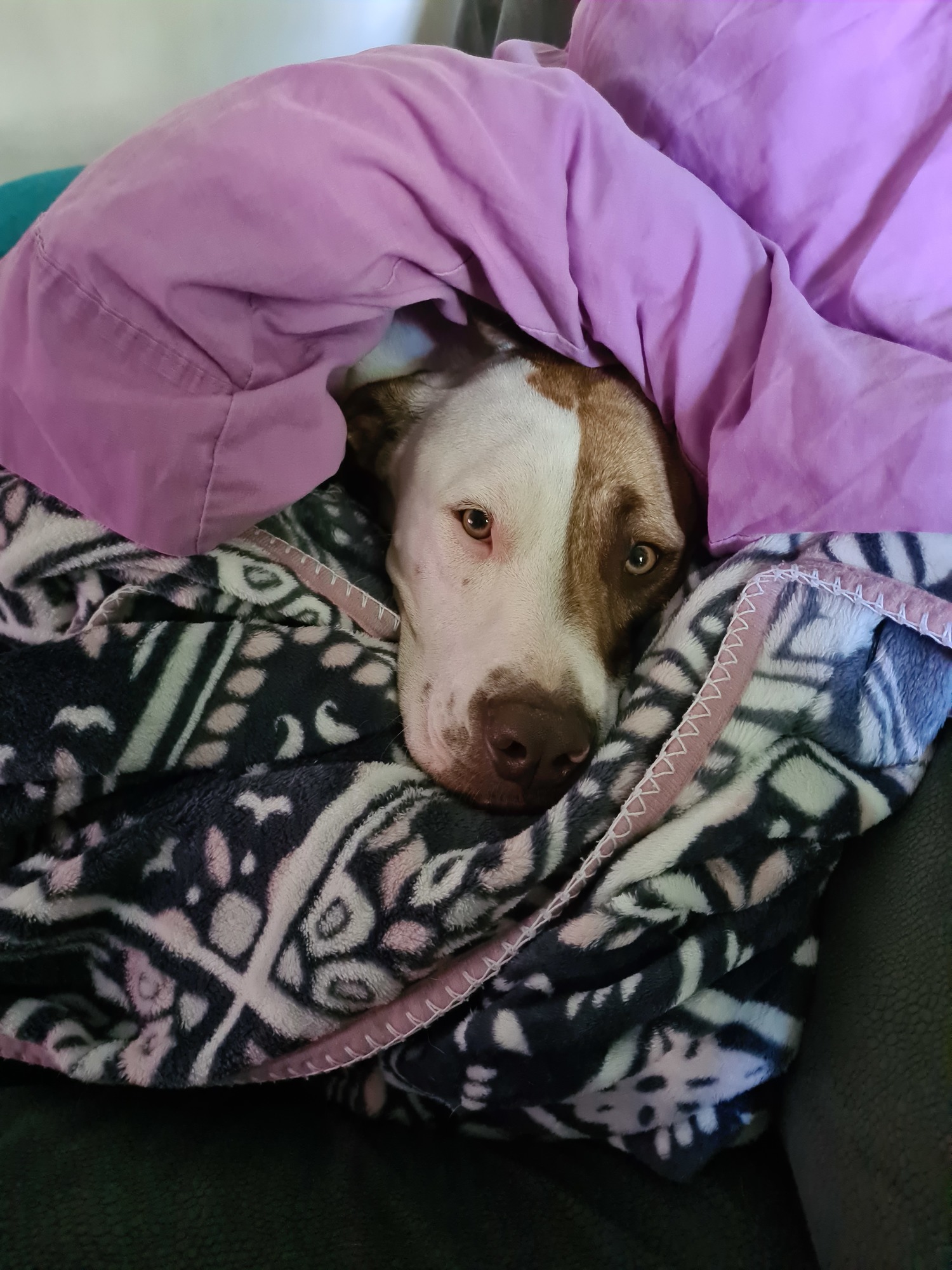 A brown and white Mastiff snuggles under blankets 