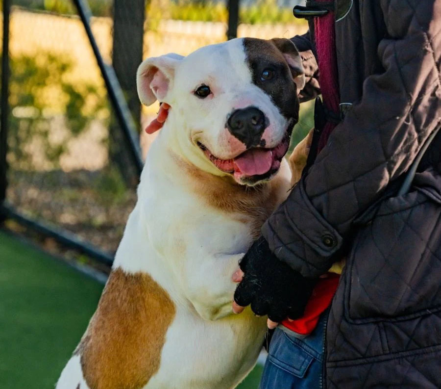 A happy white, brown, and ginger large dog