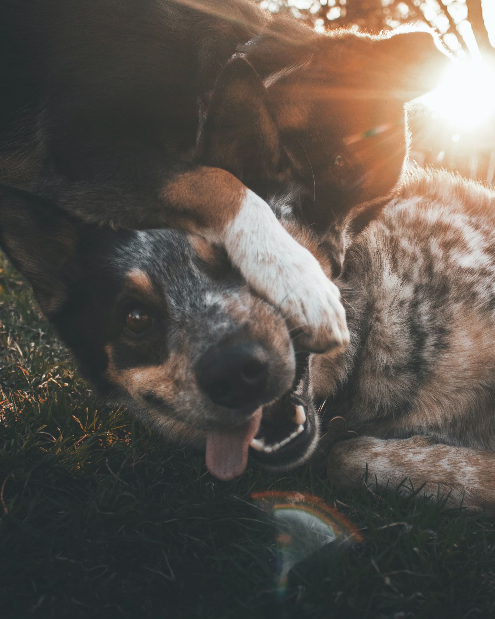 Two happy dogs play outside together