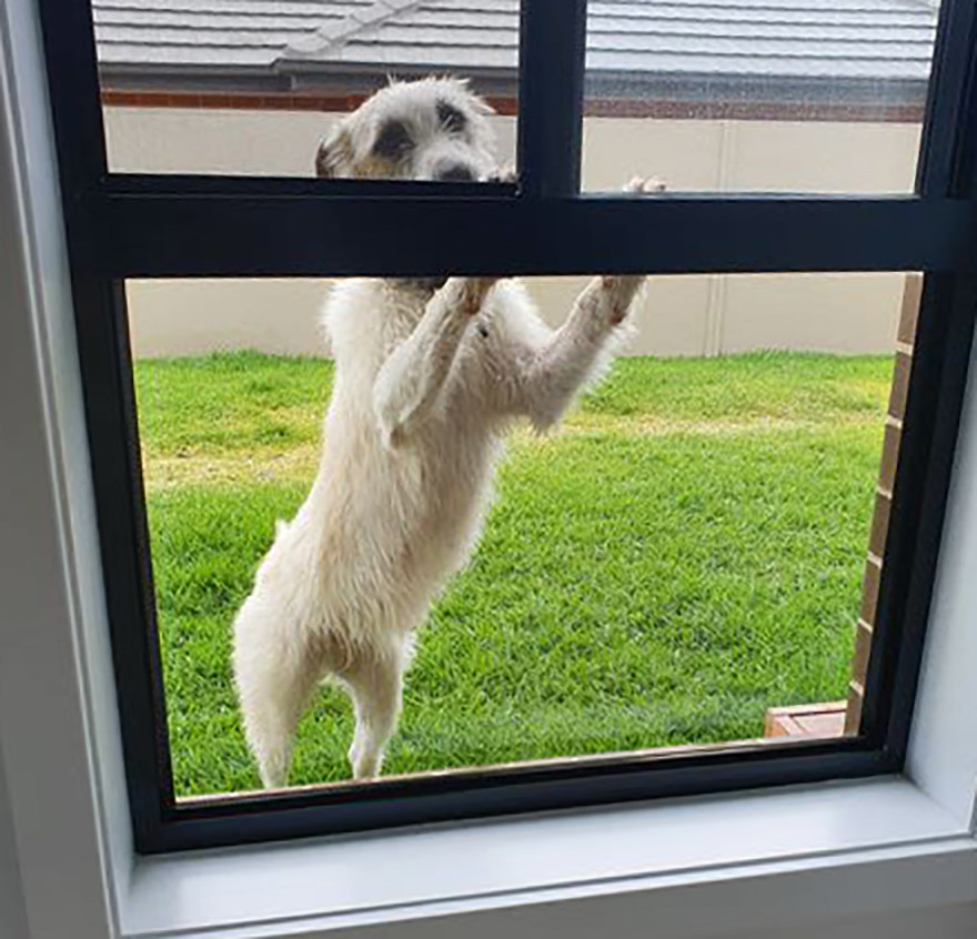 Large grey dog outside with paws on the window