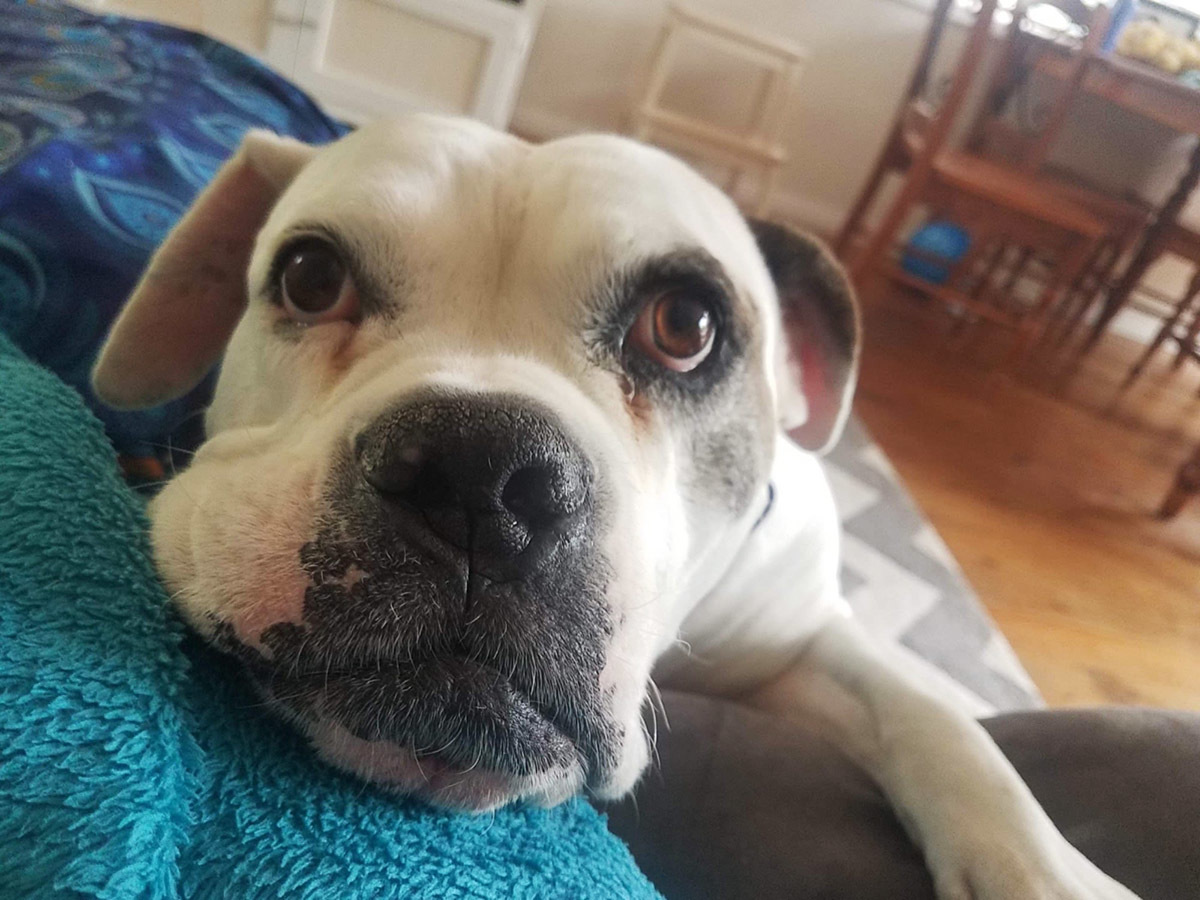 White and black dog looking at the camera