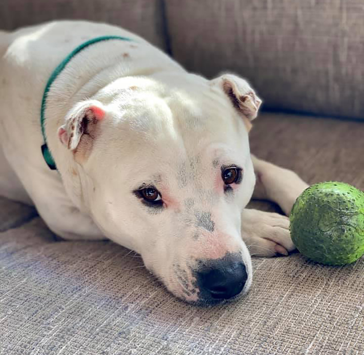 White speckled dog laying on a couch