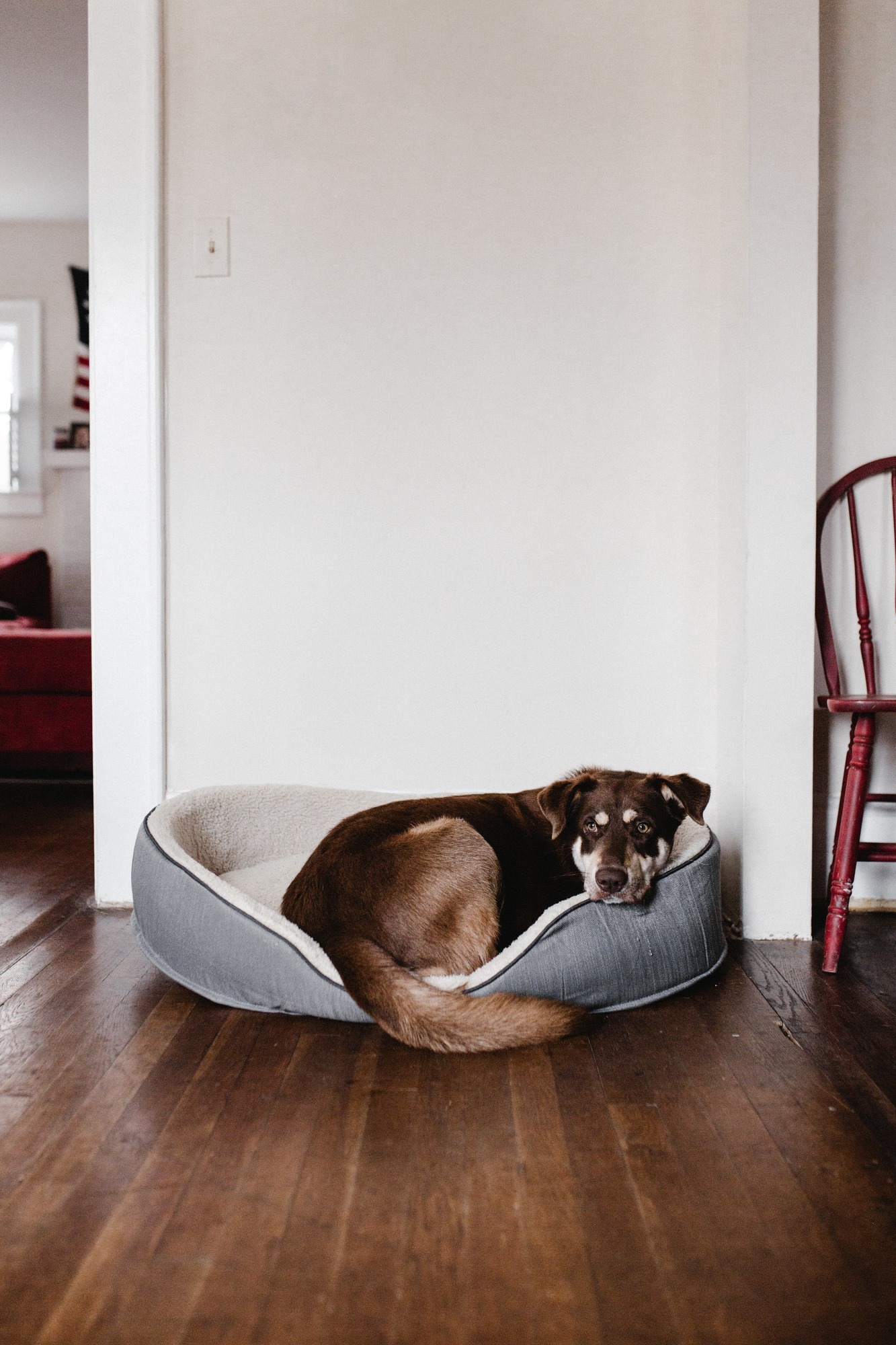 brown dog sleeping in a large grey bed