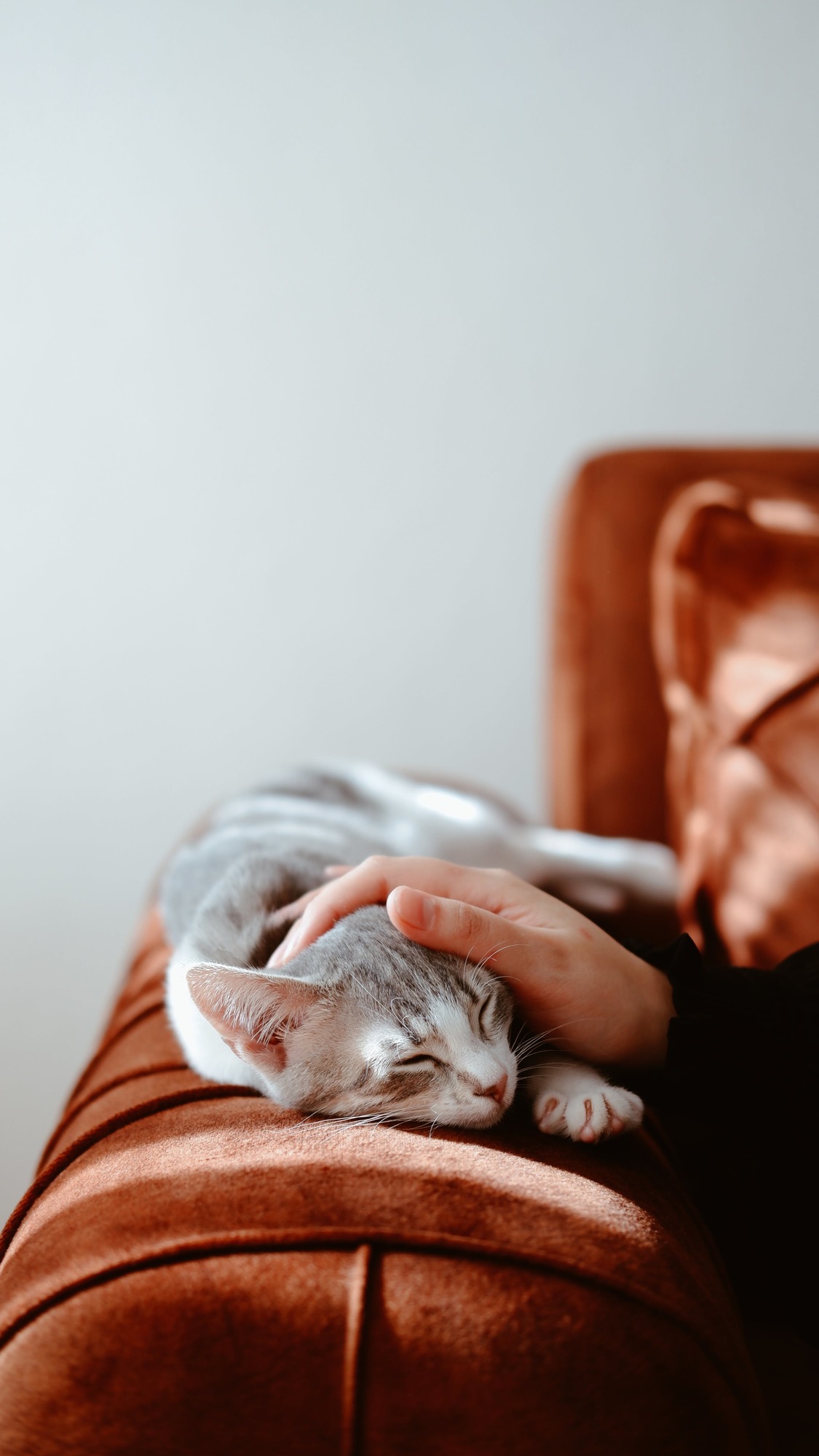 grey cat sleeping on a brown couch