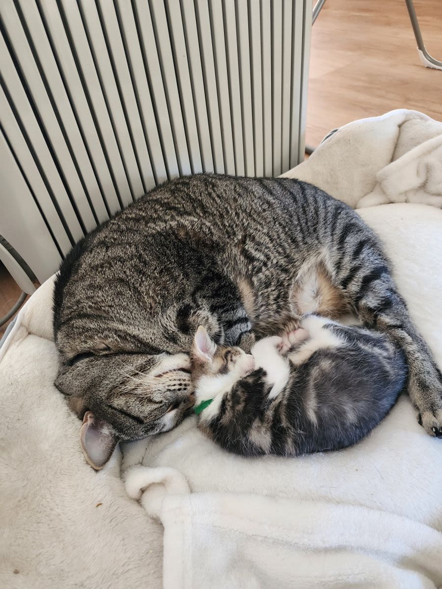 Two grey and white cats curled up together sleeping