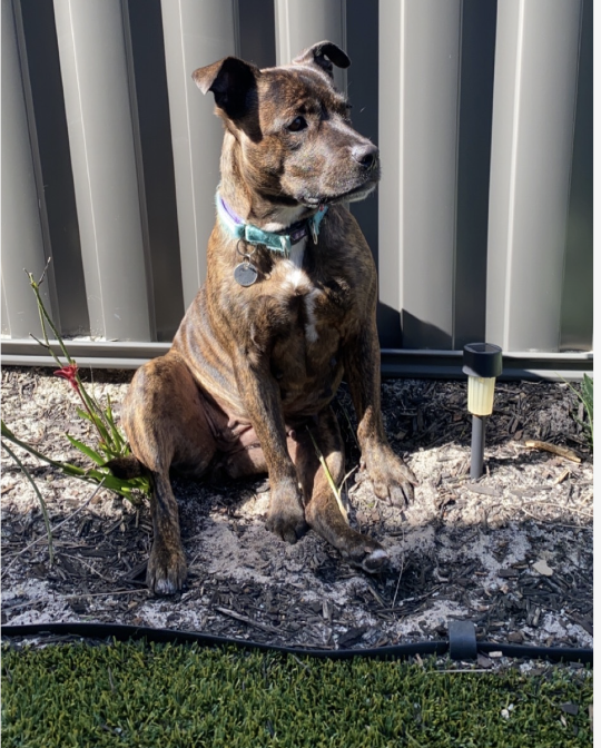 dog standing on the hole she dug up