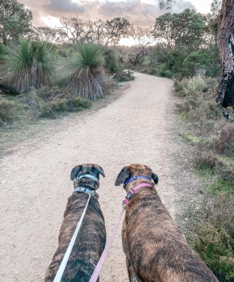 two big dogs being walked